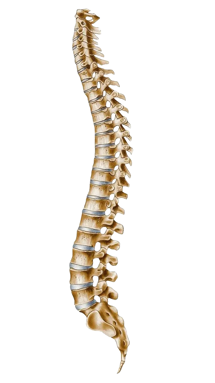 Coluna vertebral